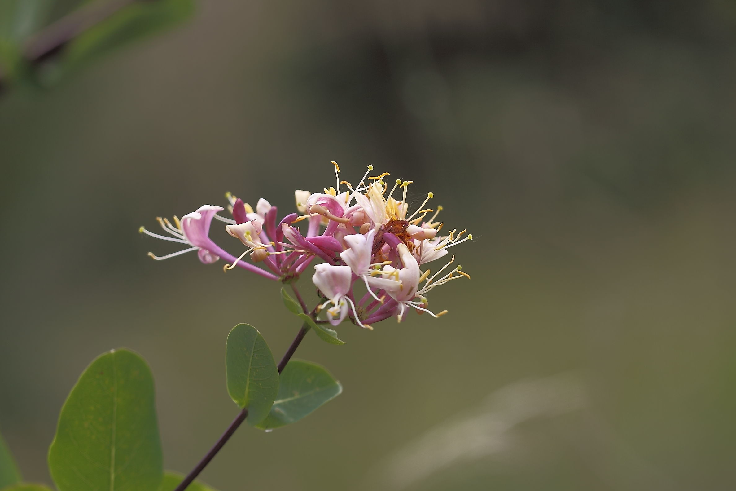 Lonicera implexa / Caprifoglio mediterraneo